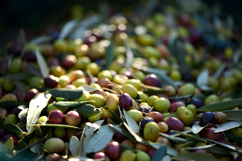 olive lavorazione